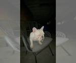 Small #12 French Bulldog