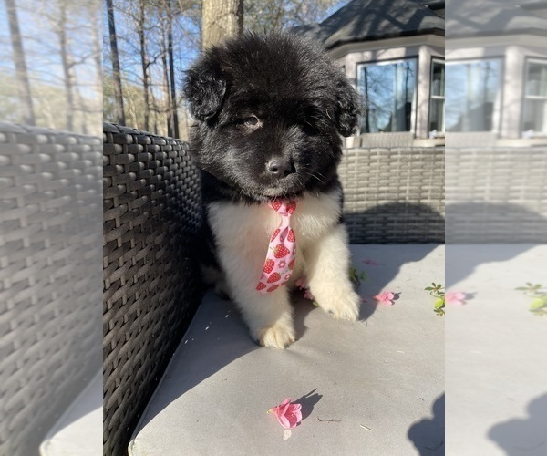 Medium Photo #4 Akita Puppy For Sale in MCDONOUGH, GA, USA