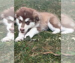 Small #3 Alusky
