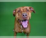 Small Labrador Retriever Mix