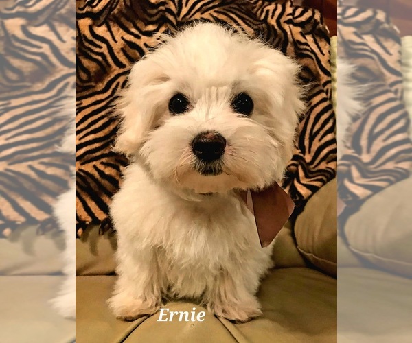 Medium Photo #2 Maltese Puppy For Sale in RANSOM, KY, USA