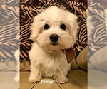 Small Photo #2 Maltese Puppy For Sale in RANSOM, KY, USA