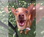 Small #2 Chihuahua