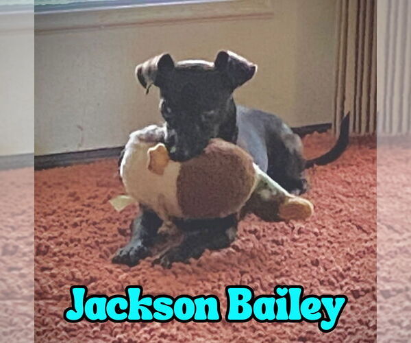 Medium Photo #2 Chiweenie Puppy For Sale in San Antonio, TX, USA