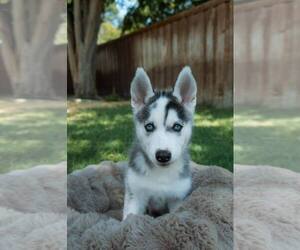 Siberian Husky Dogs for adoption in Carrollton, TX, USA