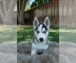 Small Siberian Husky