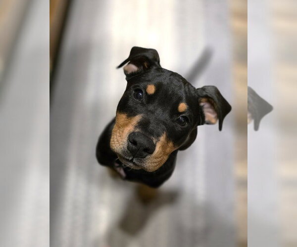 Medium Photo #6 Doberman Pinscher-Unknown Mix Puppy For Sale in Minneaoplis, MN, USA