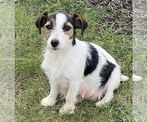 Mother of the Jack Russell Terrier puppies born on 08/20/2026