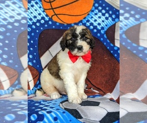 Saint Berdoodle Puppy for sale in OXFORD, PA, USA