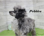 Small #2 Poodle (Toy)