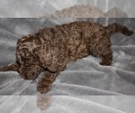 Small Photo #13 Labradoodle Puppy For Sale in JOPLIN, MO, USA