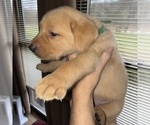 Small Photo #3 Labrador Retriever Puppy For Sale in ELIZABETH, WV, USA