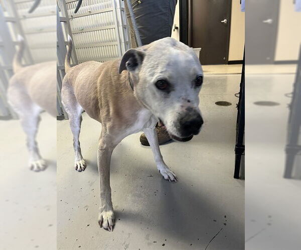 Medium Photo #1 Brazilian Mastiff Puppy For Sale in Sugar Land, TX, USA