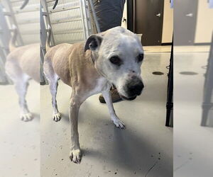 Brazilian Mastiff Dogs for adoption in Sugar Land, TX, USA