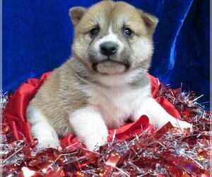 Shiba Inu Puppy for sale in HARTVILLE, MO, USA