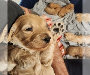 Goldendoodle Puppy for Sale in CENTRAL POINT, Oregon USA