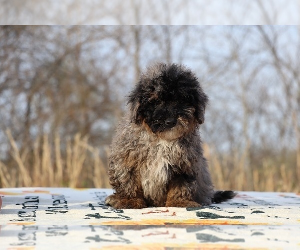 Medium Photo #43 ShihPoo Puppy For Sale in DYERSBURG, TN, USA