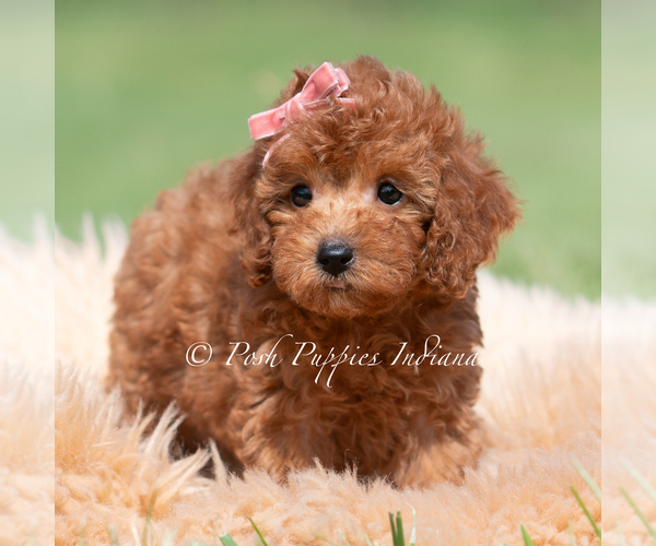 Medium Photo #80 Maltipoo (Miniature) Puppy For Sale in WARSAW, IN, USA