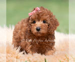 Small Photo #80 Maltipoo (Miniature) Puppy For Sale in WARSAW, IN, USA