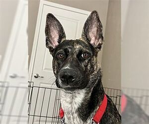 Ori - Female Holland Shepherd-Retriever  Mix Dog for Adoption - Photo #4