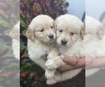 Small Photo #1 Golden Retriever Puppy For Sale in TAMPA, FL, USA