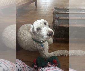 Father of the Schnoodle (Giant) puppies born on 12/26/2025