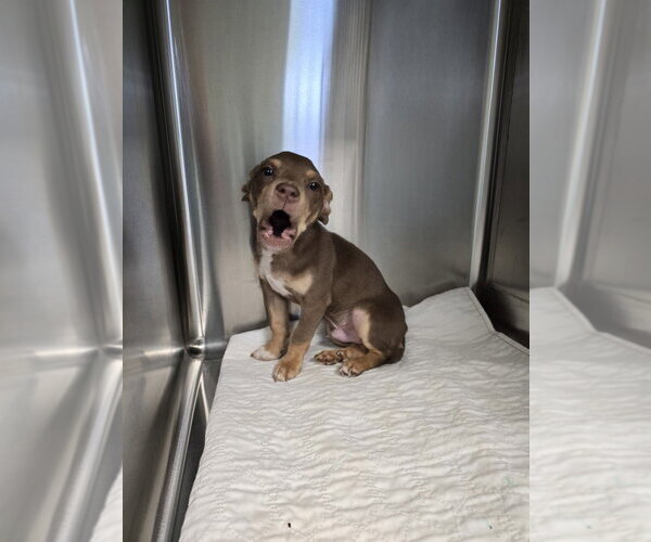 Medium Photo #3 Mutt Puppy For Sale in Evansville, IN, USA
