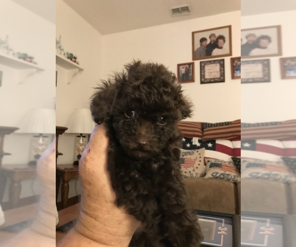 Medium Photo #1 Poodle (Toy) Puppy For Sale in KISSIMMEE, FL, USA