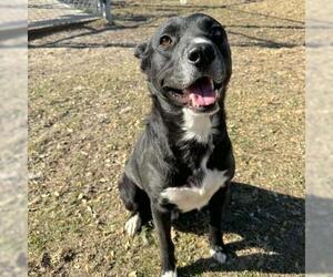Australian Kelpie-Unknown Mix Dogs for adoption in Conroe, TX, USA