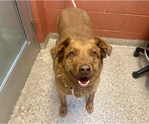 Golden Labrador Dogs for adoption in Pueblo, CO, USA