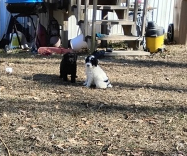 Medium Photo #4 Cockapoo (Miniature) Puppy For Sale in FITZGERALD, GA, USA