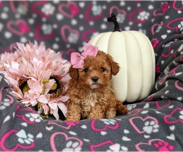 Medium Photo #1 Poodle (Toy) Puppy For Sale in ELKTON, MD, USA