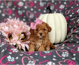 Poodle (Toy) Puppy for sale in ELKTON, MD, USA