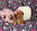 Small Photo #1 Poodle (Toy) Puppy For Sale in ELKTON, MD, USA