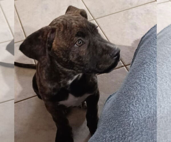 Medium Photo #6 Great Dane-Unknown Mix Puppy For Sale in Huntersville, NC, USA