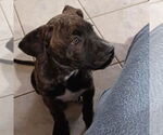 Small #5 Great Dane Mix