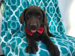 Labrador Retriever Puppy for sale in PEACH BOTTOM, PA, USA