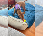 Small #2 Bullboxer Pit