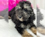 Small Photo #5 Miniature Bernedoodle Puppy For Sale in BULLARD, TX, USA