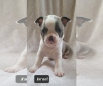 Small #5 Boston Terrier