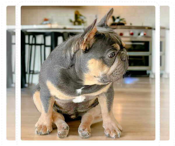 Medium Photo #1 French Bulldog Puppy For Sale in MOUNTAIN VIEW, MO, USA