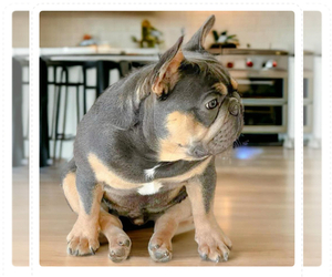 Father of the French Bulldog puppies born on 06/14/2026