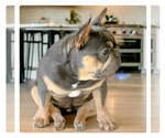Small Photo #1 French Bulldog Puppy For Sale in MOUNTAIN VIEW, MO, USA