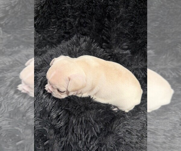 Medium Photo #5 Faux Frenchbo Bulldog-French Bulldog Mix Puppy For Sale in MOUNDRIDGE, KS, USA