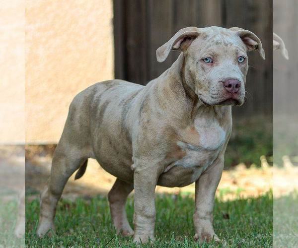 Medium Photo #4 American Bully Puppy For Sale in BAKERSFIELD, CA, USA