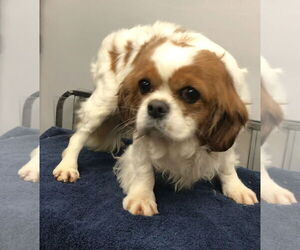 Cavalier King Charles Spaniel Dogs for adoption in Lincolnwood, IL, USA