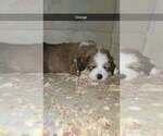 Small Photo #5 Great Bernese Puppy For Sale in HARRIMAN, TN, USA