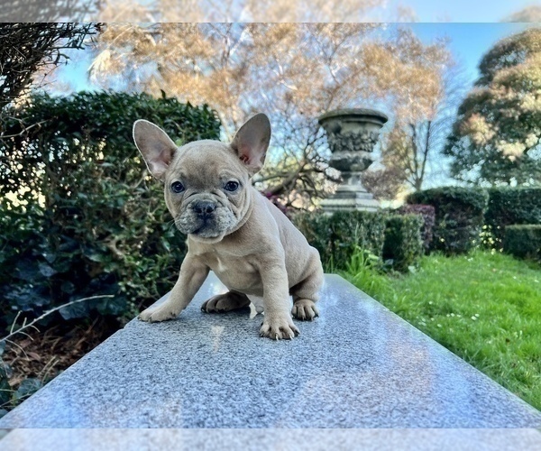 Medium Photo #122 French Bulldog Puppy For Sale in HAYWARD, CA, USA
