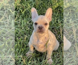 French Bulldog Puppy for sale in MIAMI, FL, USA