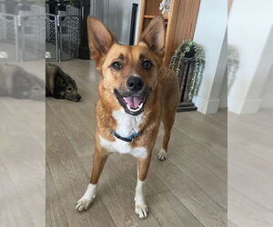 Collie-Unknown Mix Dogs for adoption in Sandy, UT, USA